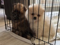 Yavru Pomeranian Boo