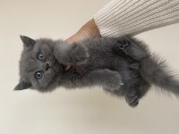 Safkan scottish fold yavrular