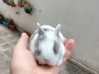 Cüce tavşanımız