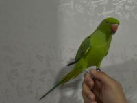 PAKİSTAN PAPAĞANI FULL EVCİL