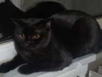 14 aylık Ayı Surat British Shorthair Erkek Oscar