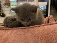 British shorthair longhair yavrularımız