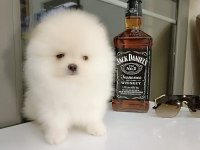 Sevimli 60 günlük pomeranian boo
