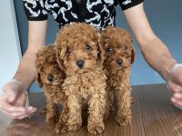 WC eğitimli orjinal Maltipoo yavrular Ankara mağaza