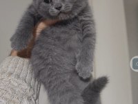 British shorthair bebekler teslime hazırdır hayırlı olsun