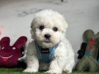 MALTESE TERRİER YAVRULARI