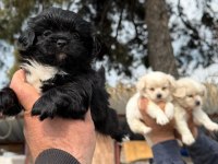 Morkie çok sevimli yavrular 