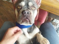 YER SIKINTISINDAN EGZOTİK FRENCH BULLDOG