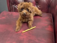 8 Aylık En Küçük Poodle