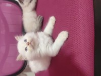 2 aylık son kalan süt beyaz erkek british longhair