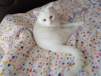 Ankara kedimiz Leoya yuva