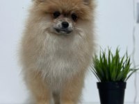 Ultra kalite ayı surat pomeranian boo