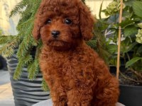 Red brown mini poodle bebekler