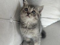 Blue golden bebeğim yeni yuvasını arıyor