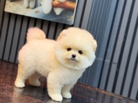 Pomeranian Boo Köpeği