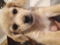 Maltese terrier yavrusu