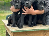 Cane corso dişi yavrular