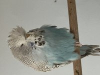 Şov muhabbet kuşu