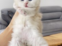 Efsane yavrular british longhair
