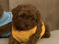 AŞILI WC EĞİTİMLİ 0 NUMARA POODLE YAVRULAR