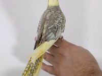 Yeni yeme düşen sultan papağanı yavru