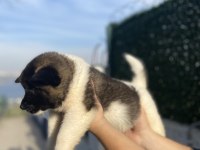 ÜST KALİTE AMERİKAN AKITA BEBEKLER