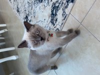 1,5 yaşında blue point exotic shorthair