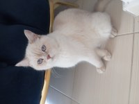Şehir Değişikliği Nedeniyle Kedimiz