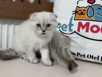 Yasal ruhsatlı işletmede ziyarete açık scottish fold