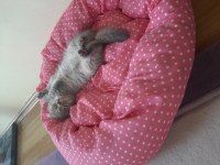 Acil sahiplendirme scottish fold