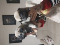 Yavru Pug Köpeği Sahiplendirme