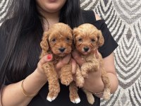 Safkan maltipoo yavrularım