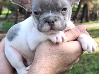 French bulldog yavrularımız