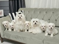 DÜNYA GÜZELİ ERKEK MALTESE SON YAVRUM