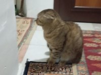 Scottish fold kedimizi sahiplendirme
