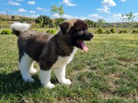 Yüksek Kalite Amerikan Akita Yavrular Sun Kennels