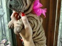 Irkının en guzelleri minik shar pei kızları