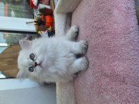 British longhair yavru