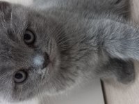 British shorthair yavruları
