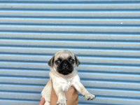 HAMBURGER SURAT GÜL KUYRUK PUG MOPS