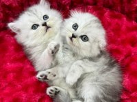 Koca kafa Scottish fold yavrularımız