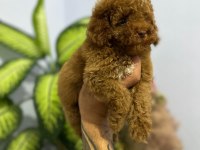 POODLE BEBEKLERİ