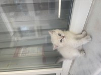 British Shorthair Silver Point Yavrular