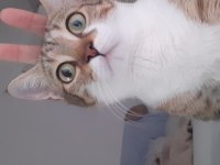 KEDİMİZ KADER YENİ KADERİNİ ARIYOR DİŞİ
