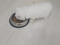 Scottish fold kedimiz
