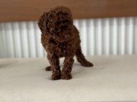 Petmode köpek çiftliğinden tea cup poodle