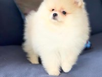 Irk özellikleri ile karakterize gerçek teddybear bebekler