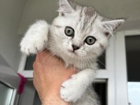 Sahiplendirilecek yavru scottish fold