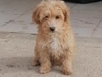 Maltipoo 3 aylık erkek