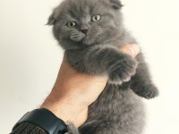 2 Aylık British Shorthair Yavru Kedimiz